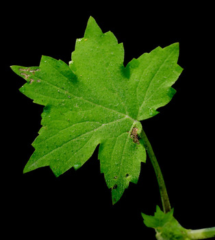 Appendaged waterleaf leaf