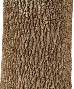 White Ash bark