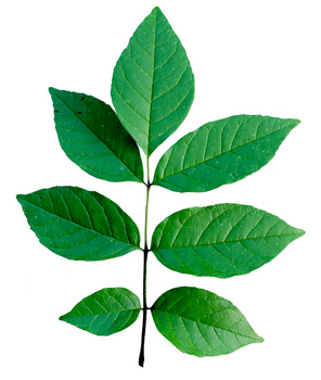 White Ash leaf