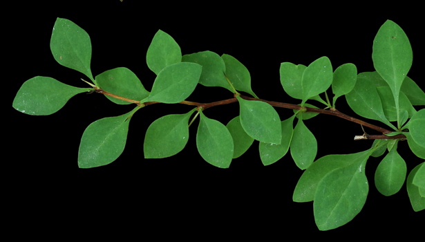 Barberry leaves