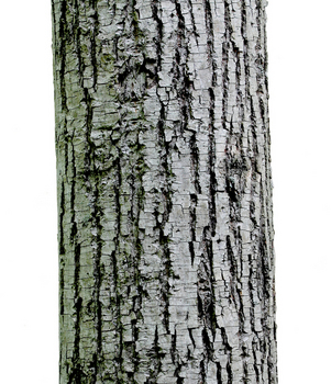 Basswood bark