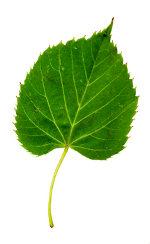 Basswood leaf