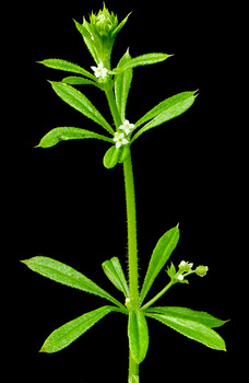 Bedstraw flower