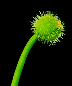 Bedstraw fruit