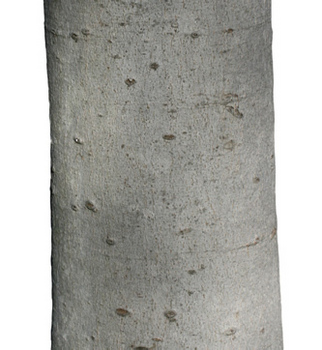 Beech bark