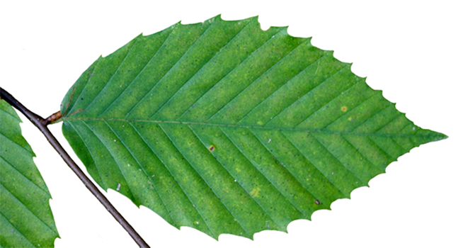 Beech leaf