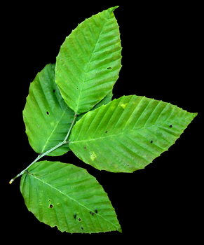 Beech leaves