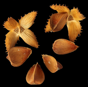 Beech nuts