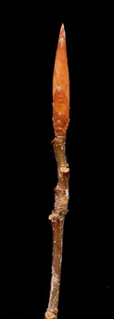 Beech twig