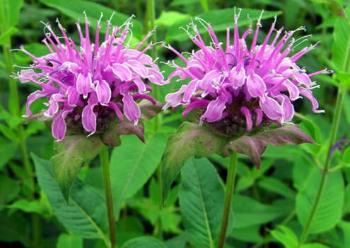 Wild Bergamot