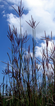 Big Bluestem