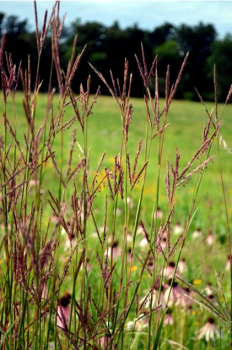 Big Bluestem