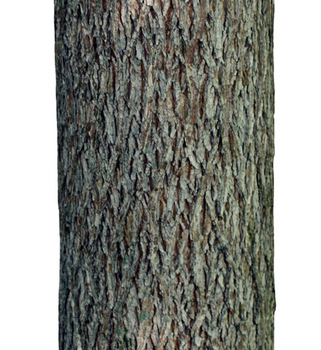 Bitternut hickory bark