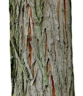 Black Locust bark