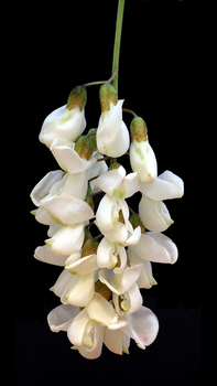 Black Locust flowers