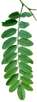 Black Locust leaf