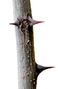 Black Locust thorns