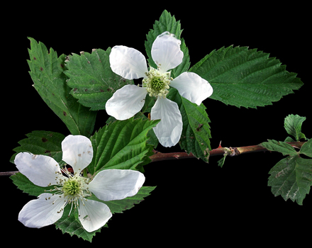 Black raspberry flower