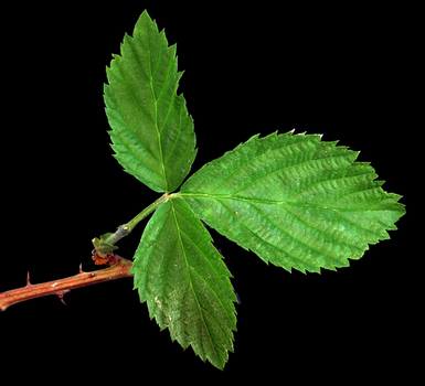 Black raspberry leaf