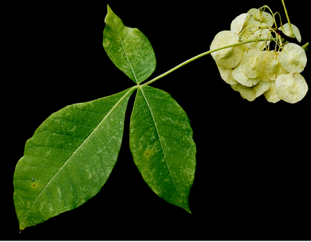 Hoptree leaf and fruit