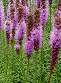 Dense Blazing Star