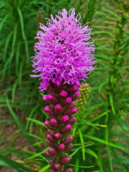 Dense Blazing Star