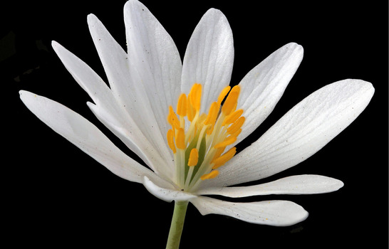 Bloodroot flower