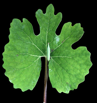 Bloodroot leaf