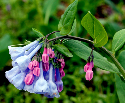 bluebell flower