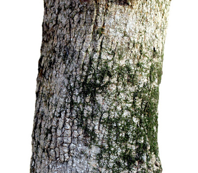 Box Elder bark