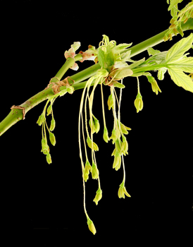 Box Elder flowers