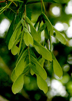 Box Elder fruit