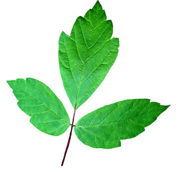 Box Elder leaf