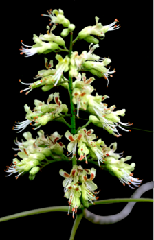 Buckeye flowers