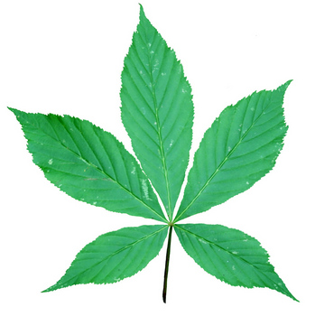 Buckeye leaf