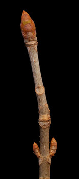 Buckeye twig