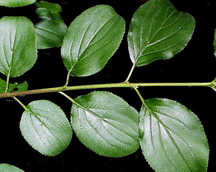 Buckthorn leaves