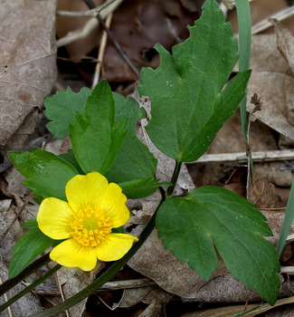 Buttercup plant - first