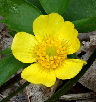 Buttercup plant - second