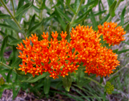 Butterfly Milkweed