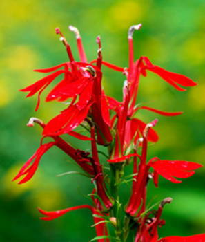 Cardinal Flower