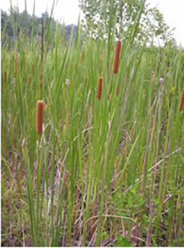 Cattails in a field