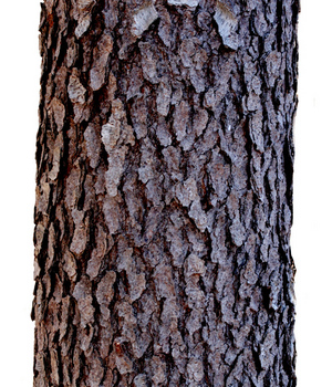 Cherry bark