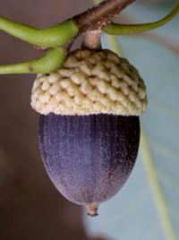 Chinkapin Oak acorn