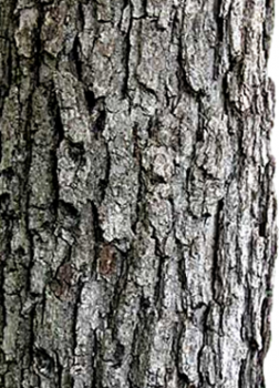 Chinkapin Oak bark