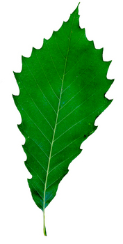 Chinkapin Oak leaf