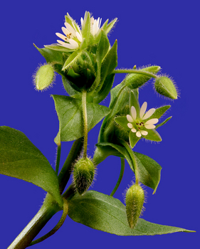 Common chickweed