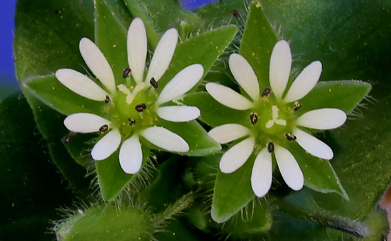 Close-up view of flowers