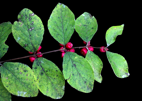 Coralberry fruit