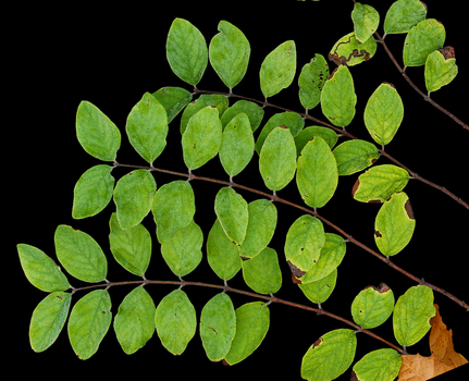 Coralberry leaves